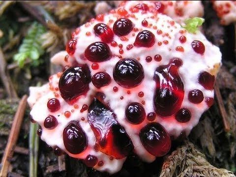 Hydnellum peckii Creepy Bleeding Tooth Fungus YouTube
