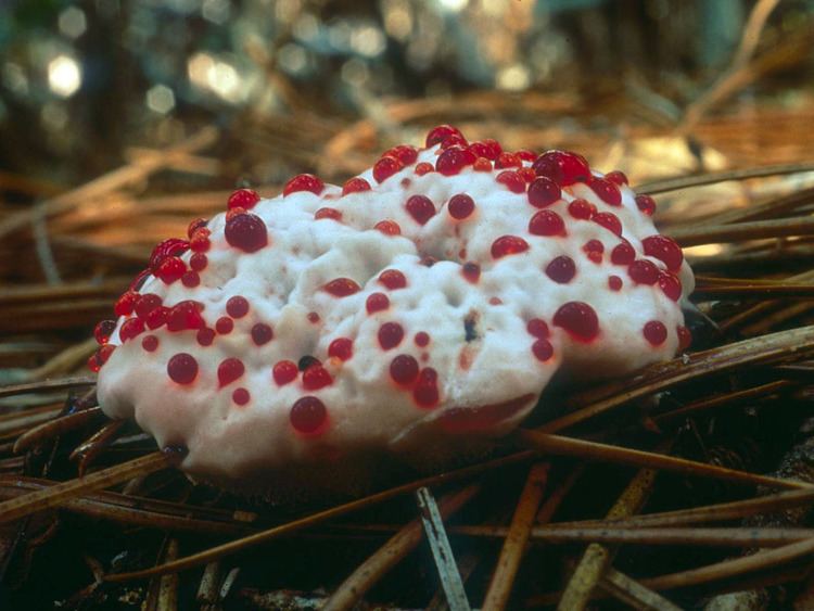 Hydnellum peckii California Fungi Hydnellum peckii