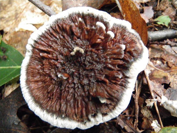 Hydnellum scrobiculatum Mushroom Observer Name Hydnellum scrobiculatum Fr P Karst