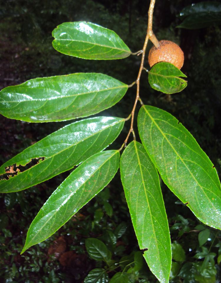 Hydnocarpus Hydnocarpus pentandrus Images Useful Tropical Plants