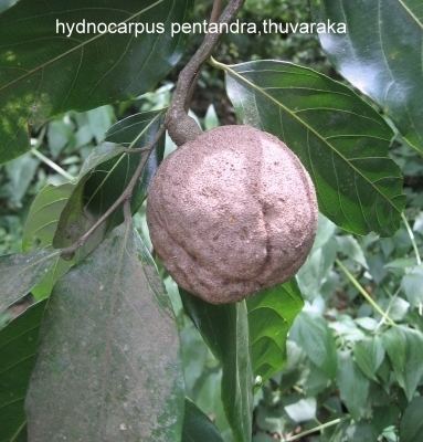 Hydnocarpus Hydnocarpus pentandrus Useful Tropical Plants