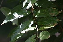 Hydnocarpus venenata httpsuploadwikimediaorgwikipediacommonsthu