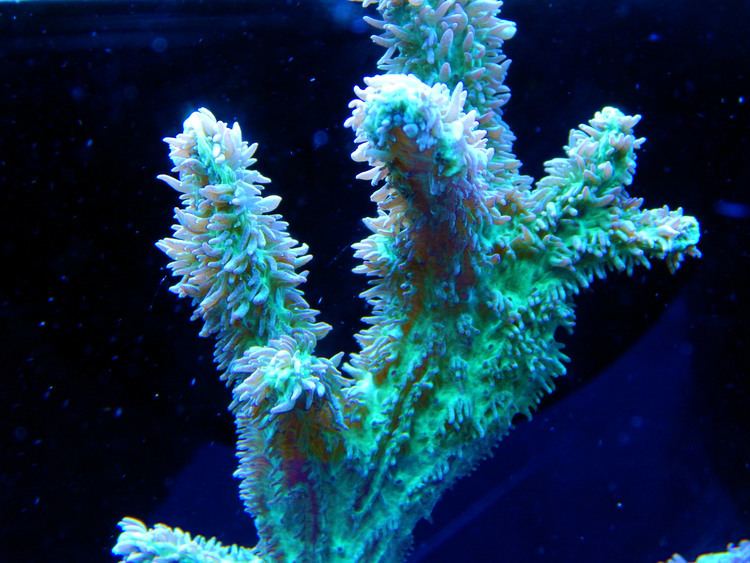Hydnophora Green Hydnophora Coral Collectors