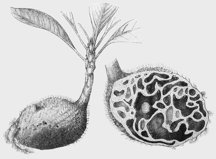 Hydnophytum Hydnophytum Wikipedia