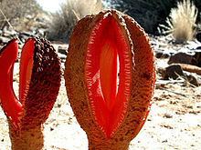 Two Hydnora africana plants in the middle of a desert.