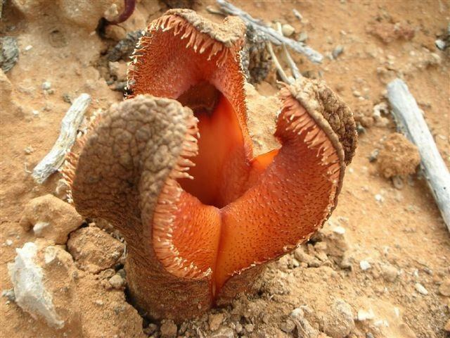 A Hydnora africana plant blooming from the sand.