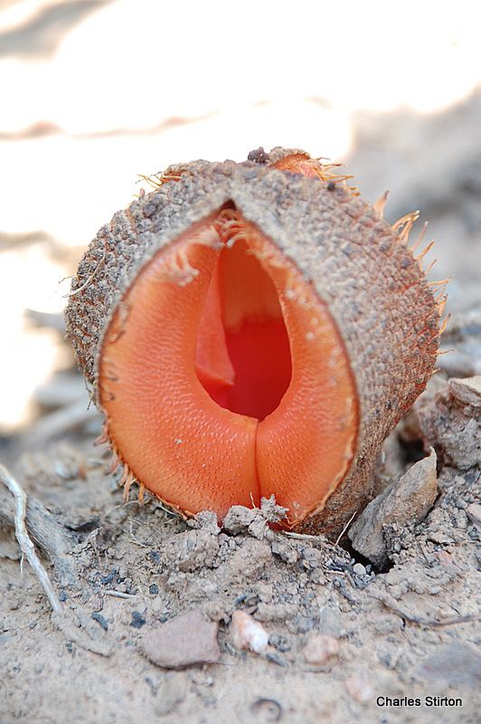 Hydnora africana sprouting from the sand and not fully blooming.