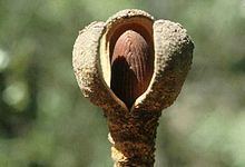 Hydnoraceae httpsuploadwikimediaorgwikipediacommonsthu