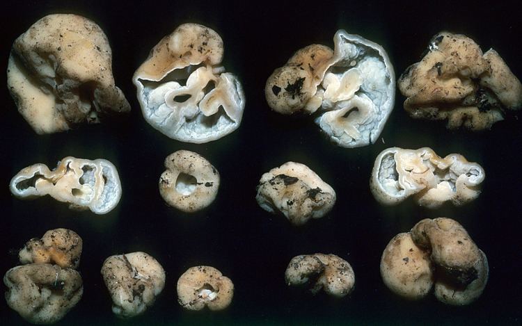 Hydnotrya California Fungi Hydnotrya variiformis