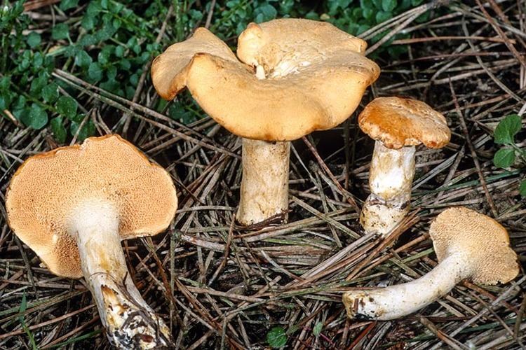 Hydnum California Fungi Hydnum repandum