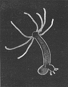 Hydra (genus) httpsuploadwikimediaorgwikipediacommonsthu
