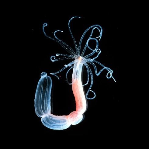 Hydra (genus) model explains Hydra39s regenerative prowess