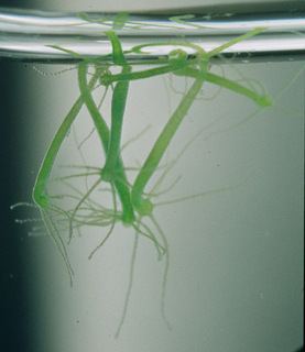 Hydra viridissima Hydra viridissima Discover Life