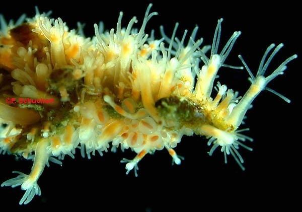 Hydractinia WoRMS Photogallery
