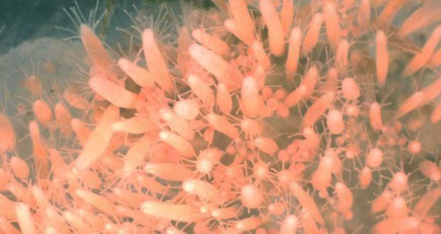 Hydractinia echinata Immortal39 Irish marine animal provides hope for research into ageing