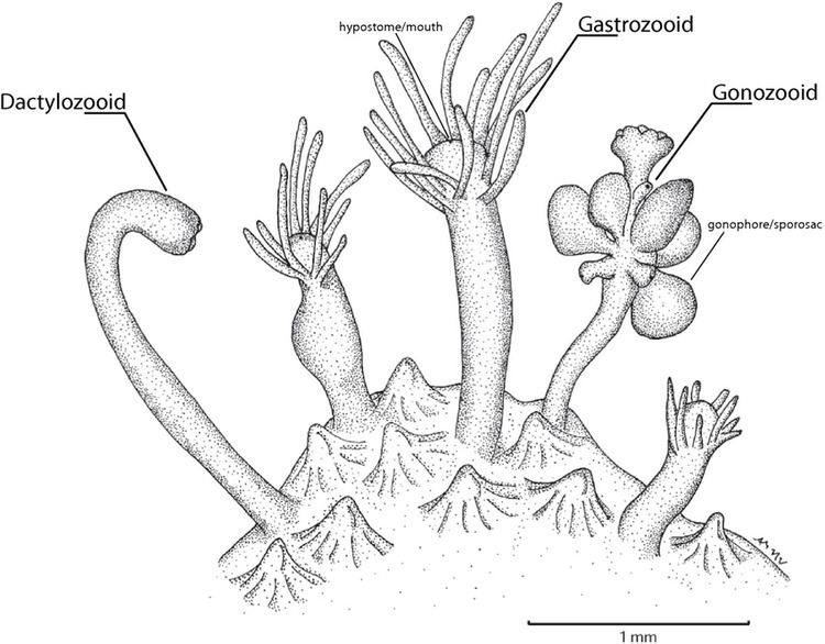 Hydractinia Colony of Hydractinia symbiolongicarpus Illustration showing