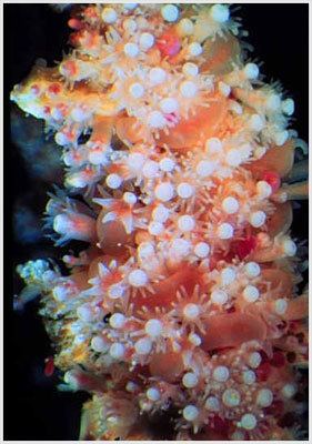 Hydractinia symbiolongicarpus wwwbiofsuedulevitanimagesFemaleHydractiniajpg