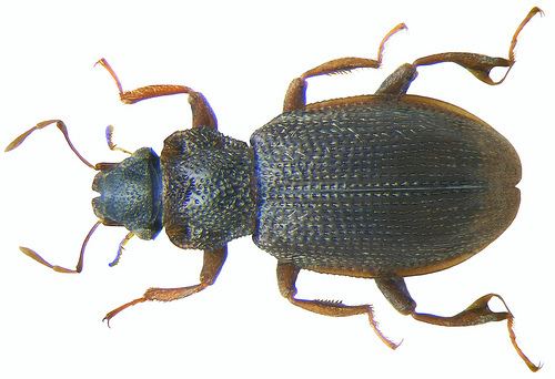 Hydraenidae Coleoptera Family Hydraenidae Flickr