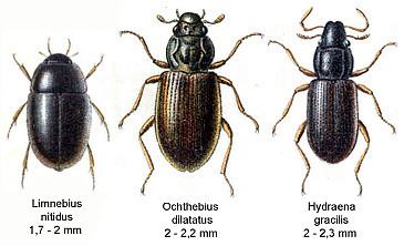 Hydraenidae Hydraenidae Wikipedia