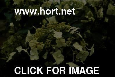 Hydrangea heteromalla Hydrangea heteromalla flowers 1 of 1 hortnet photo gallery