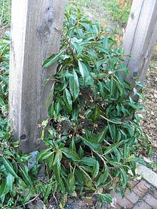 Hydrangea integrifolia httpsuploadwikimediaorgwikipediacommonsthu