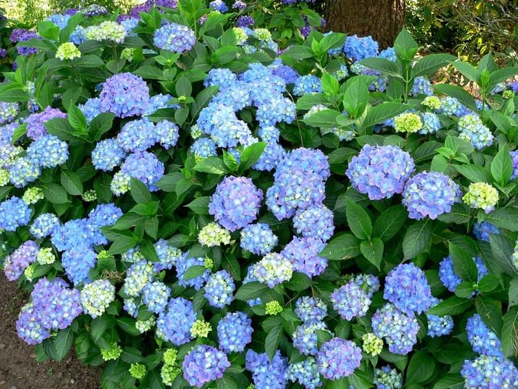 Hydrangea macrophylla Hydrangea macrophylla 39Blauer Prinz39 Blauer Prinz Bigleaf