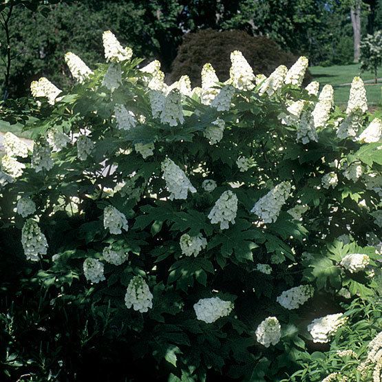 Hydrangea quercifolia Hydrangea quercifolia 39Snow Queen39 Fine Gardening