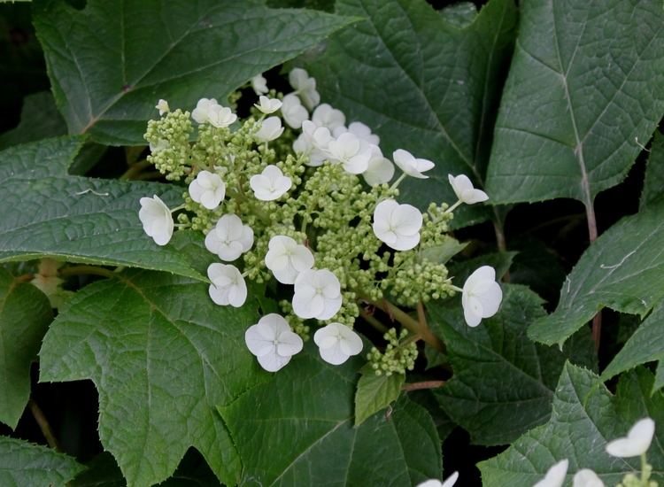 Hydrangea quercifolia Hydrangea quercifolia Planting growing and propagating