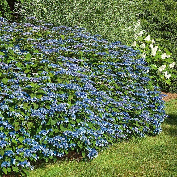 Hydrangea serrata Hydrangea serrata Blue Billow White Flower Farm