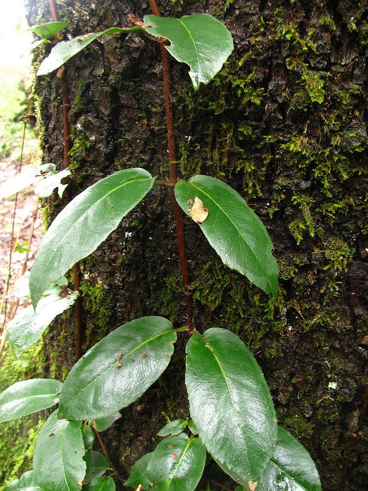 Hydrangea serratifolia httpsuploadwikimediaorgwikipediacommons33