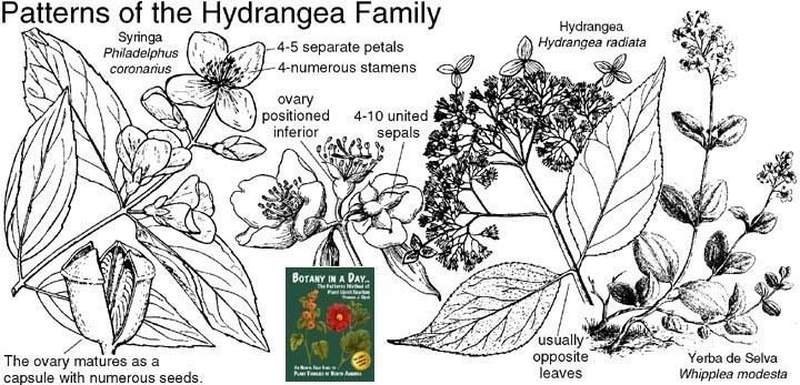 Hydrangeaceae Hydrangeaceae Hydrangea Family Identify plants flowers shrubs
