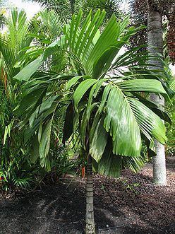 Hydriastele Hydriastele beguinii Palmpedia Palm Grower39s Guide