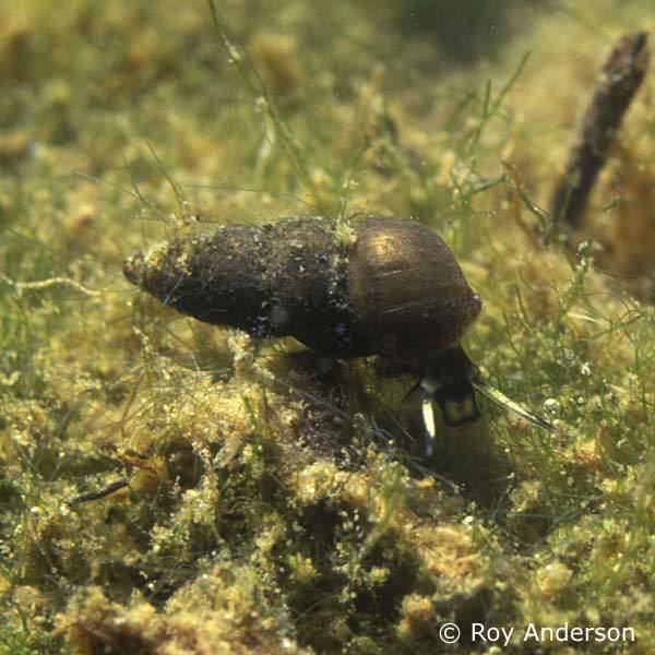 Hydrobia Hydrobia acuta neglecta a brackishwater mud snail Northern