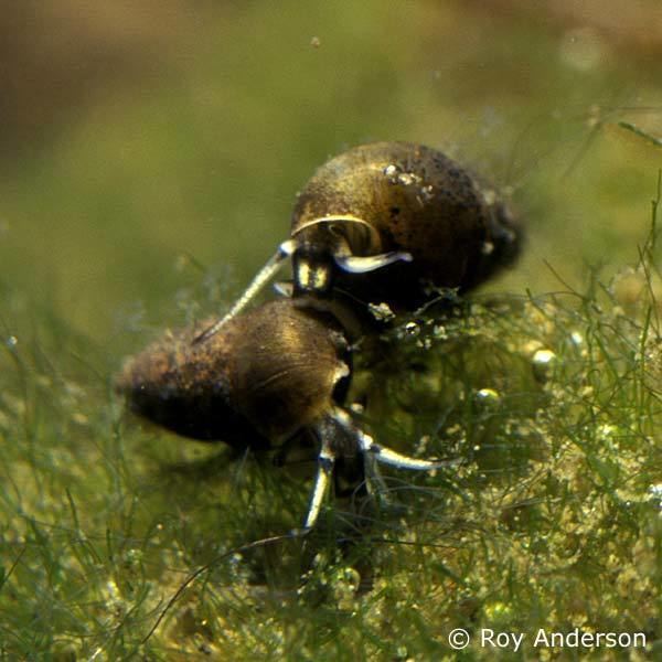 Hydrobia Hydrobia acuta neglecta a brackishwater mud snail Northern