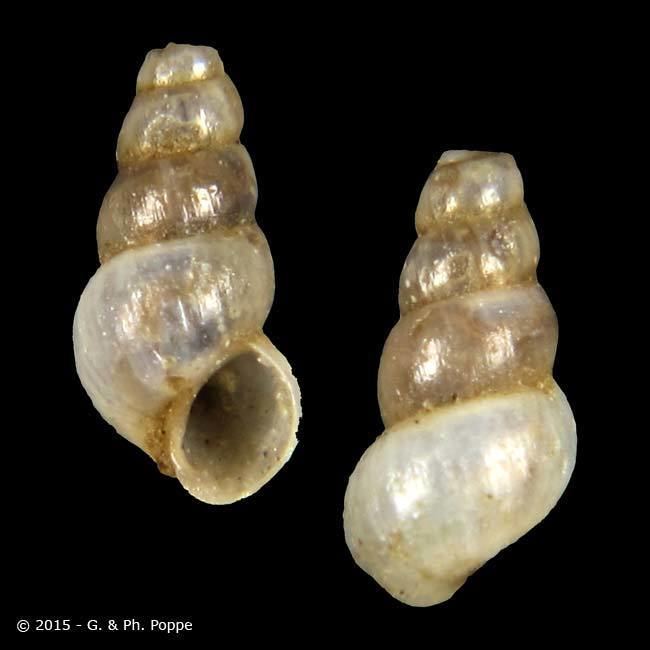 Hydrobiidae HYDROBIIDAE Hydrobia truncata ID798616 Shell Detail Shell