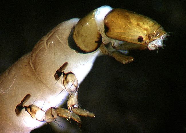 Hydrobiosidae Freeliving caddis Uncased caddisflies Landcare Research