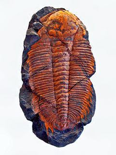 Hydrocephalus (trilobite) httpsuploadwikimediaorgwikipediacommonsthu