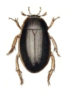 Hydrochara Hydrochara Wikipdia