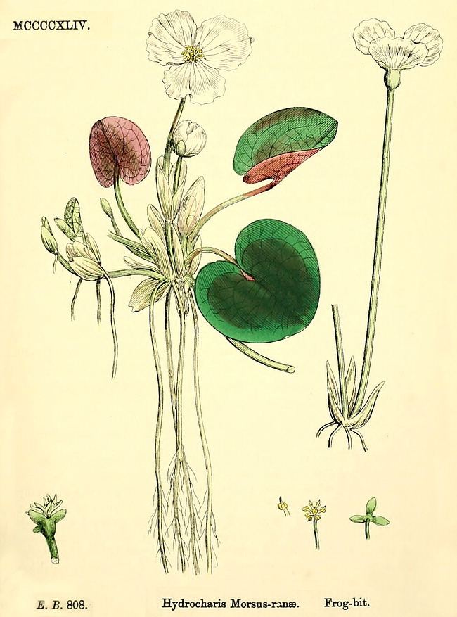 Hydrocharitaceae Angiosperm families Hydrocharitaceae Juss