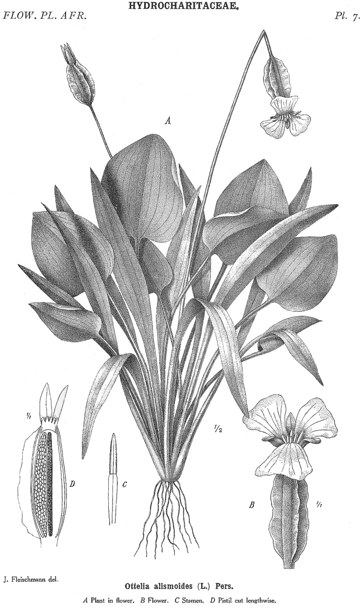 Hydrocharitaceae deltaintkeycomangioimagesthon078gif