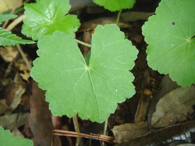 Hydrocotyle javanica Hydrocotyle javanica Thunberg