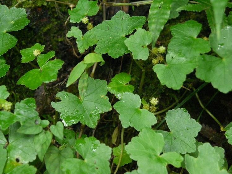 Hydrocotyle javanica FileHydrocotyle javanica oobatdm01jpg Wikimedia Commons