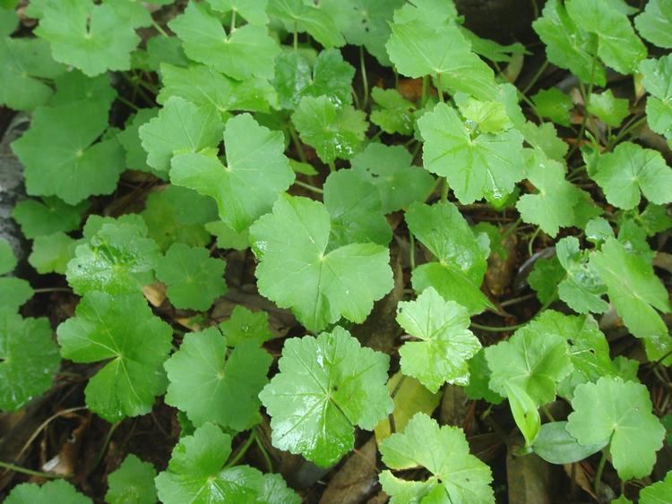 Hydrocotyle javanica Hydrocotyle javanica Thunberg