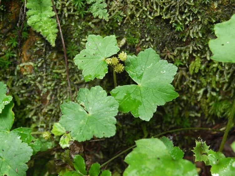 Hydrocotyle javanica httpsuploadwikimediaorgwikipediacommons33