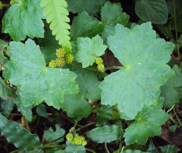 Hydrocotyle javanica FileHydrocotyle javanica Java pennywort 06JPG Wikimedia Commons