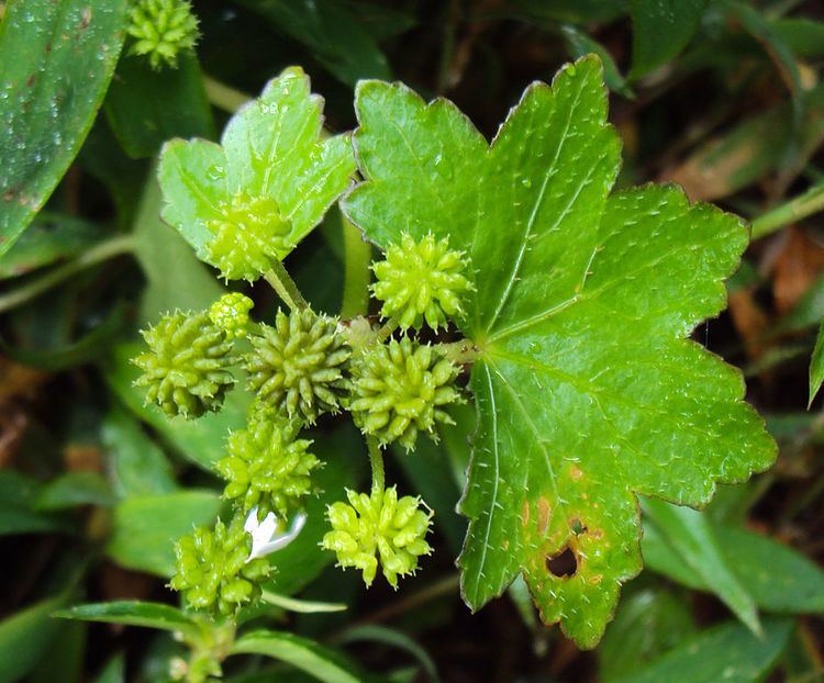 Hydrocotyle javanica FileHydrocotyle javanica Java pennywort 01JPG Wikimedia Commons