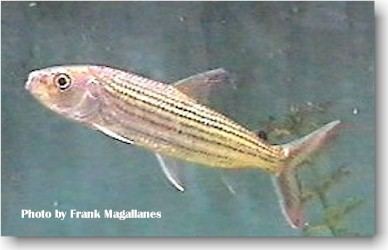 Hydrocynus Hydrocynus species African Tiger Fish