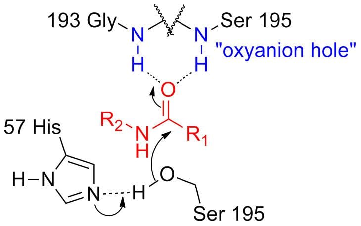 Hydrogen bond catalysis