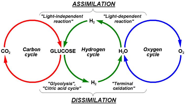 Hydrogen cycle