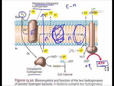 Hydrogen oxidizing bacteria httpsiytimgcomviPzZUNttNT6khqdefaultjpg